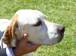 Cães