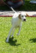 Pointer