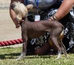 Cães