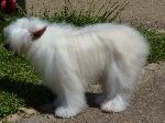 Cães