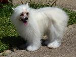 Cães
