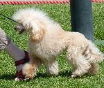 Cães