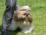 Cães