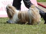 Cães