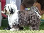 Cães