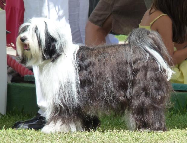 Terrier do Tibete