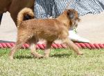 Cães