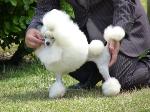 Cães