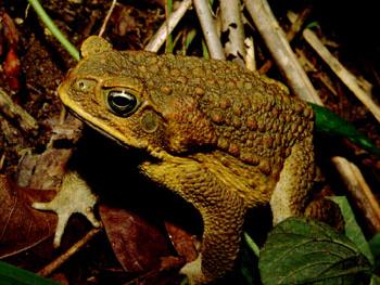Bufo marinus