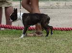 Cães