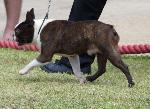 Cães