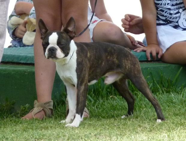 Boston Terrier