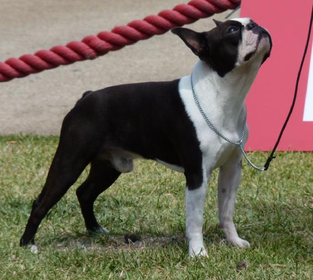 Boston Terrier