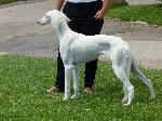 Cães