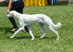 Cães