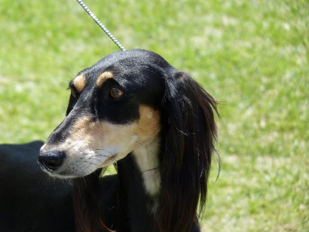 Saluki