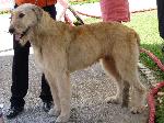 Cães