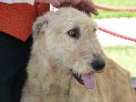 Cães