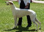Cães