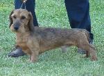 Cães