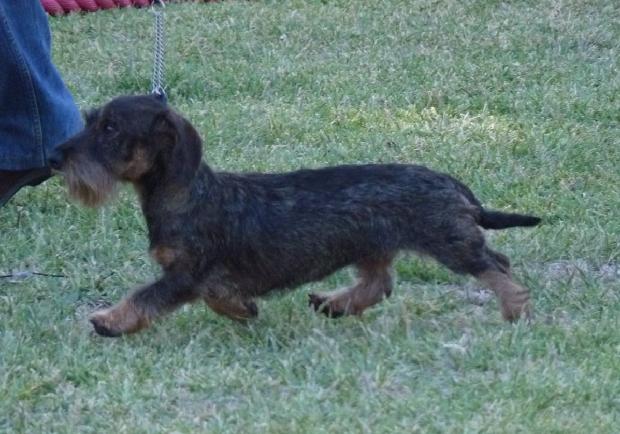 Baixote Kaninchen de Pêlo Cerdoso