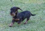 Cães