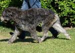 Cães