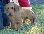 Cães