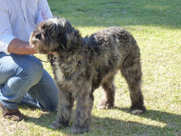 Cão Barbado da Terceira