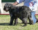 Cães