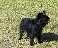 Affenpinscher