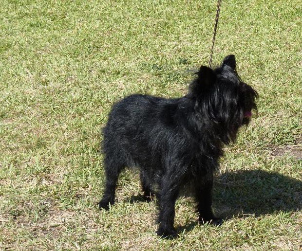 Affenpinscher
