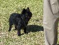 Affenpinscher