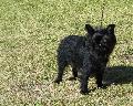 Affenpinscher