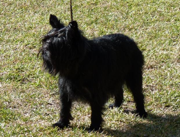 Affenpinscher
