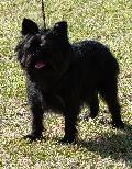 Affenpinscher