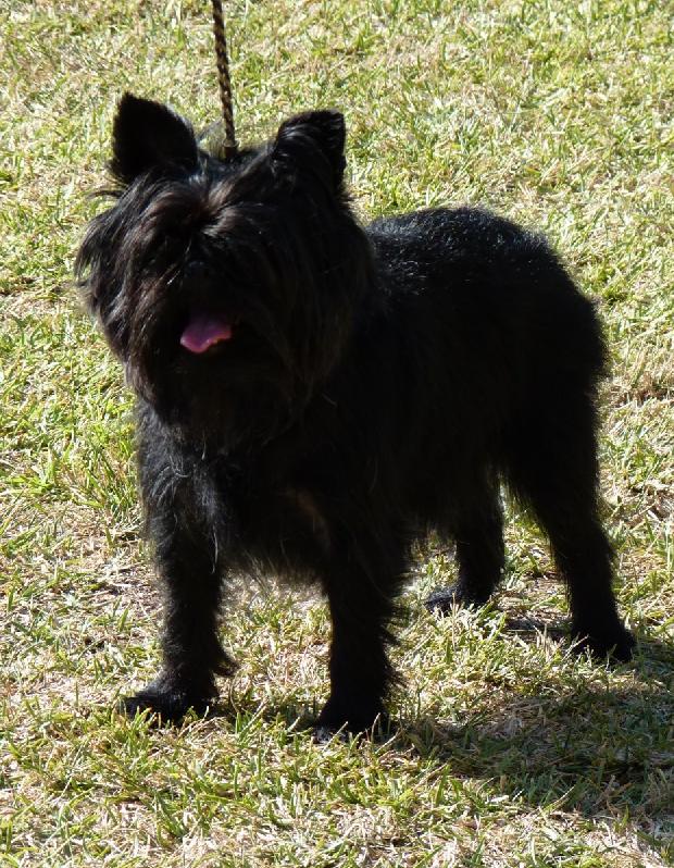Affenpinscher