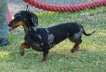 Cães