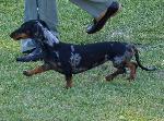 Cães