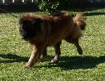 Criadores de cães da Serra da Estrela