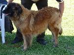 Cães