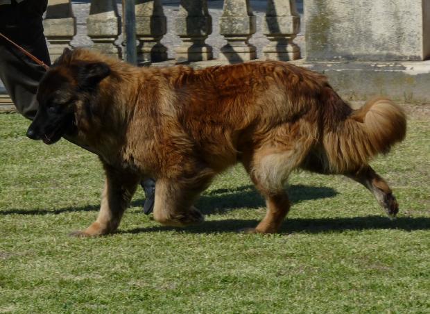 Cão da Serra da Estrela