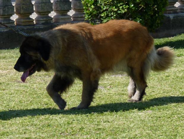 Cão da Serra da Estrela