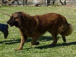Cães