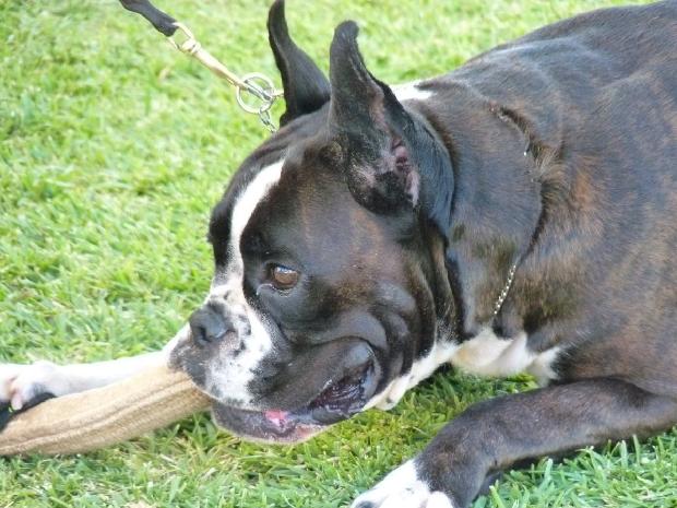 Boxer