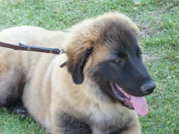 Cão da Serra da Estrela