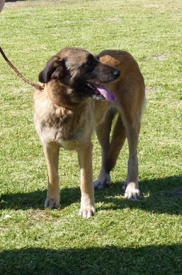 Cão da Serra da Estrela