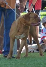 Cães