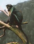 Cercopiteco diana