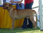 Cães